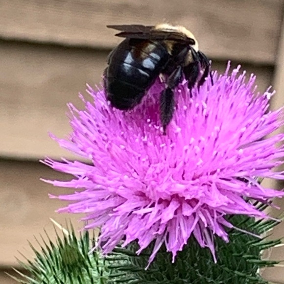 Meet your Posher, H - Picture 1 of 1